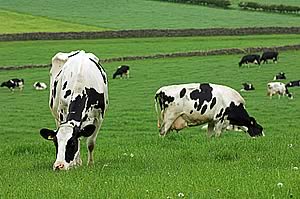 Dairy Cattle