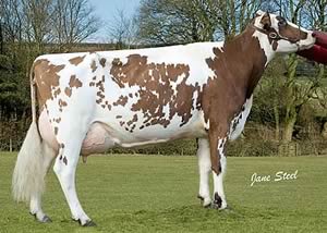 Knockenjig Moonshine 23 VG88