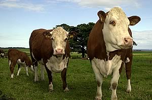 hereford cattle