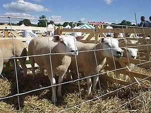 Texel sheep classes