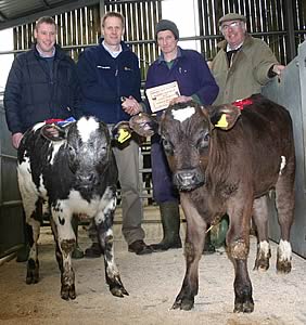 Skipton Spring calves