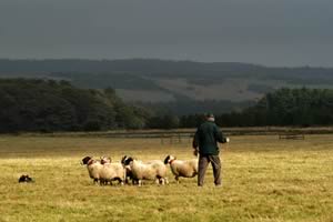 shepherd