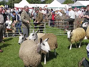 Northumberland County Show