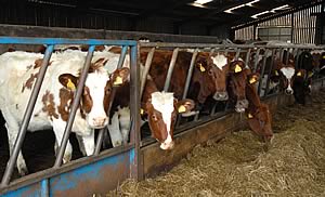 Ayrshire youngstock at Sunny Bank Farm.