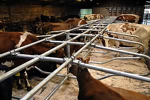 Milkers in new cubicles at Sunny Bank Farm.