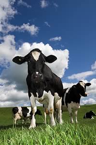 dairy cattle