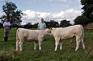 Charolais Pia Troon Herd 2009