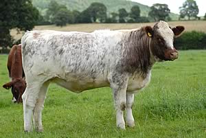 Upsall Beef Shorthorn