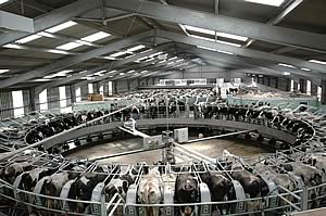 milking parlour