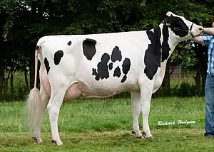 Bilsrow Oscar Peg VG86 by Bilsrow Oscar