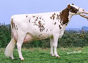 Wiilsbro Razzle Red’s dam, Rockset Faber Rachel EX92