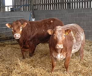 Overthwaite Chartered with a heifer.