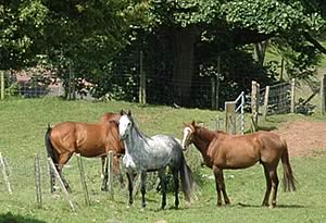 horses