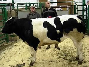 British Blue Cross steer