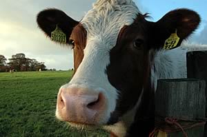 dairy cow