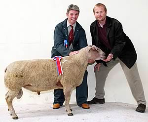 Charollais shearling ram