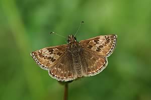 Dingy Skipper