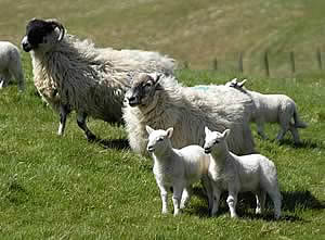 Blackface and Cheviot cross ewes and lambs