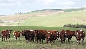 tofts shorthorns