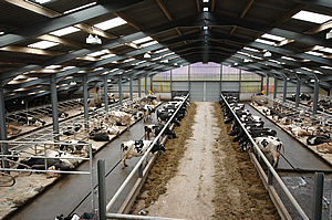 cattle shed