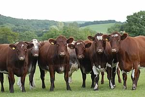 Beef Shorthorn cattle