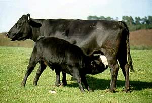 Aberdeen Angus cross