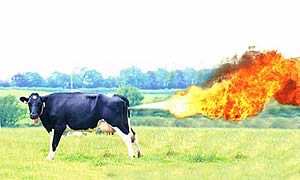 Cow fire