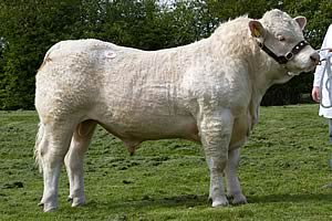 Champion, Wesley Eddy at 3,500gns