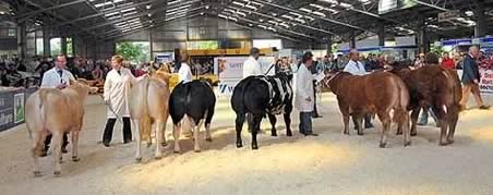 beef expo