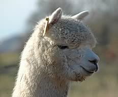 Town End alpaca