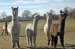 Town End alpacas