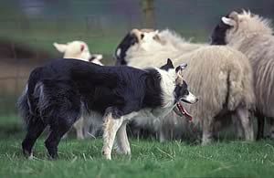 Border Collie