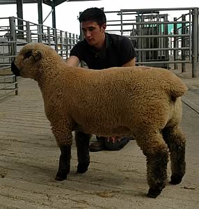 Yarcombe bred ram lamb