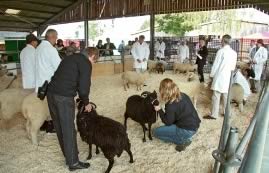 Native Breeds National Show