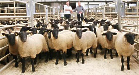 Skipton store lambs trophy