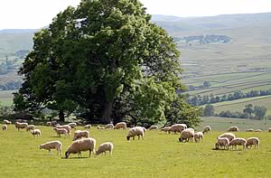 Mule ewes and lambs