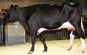 Craven Dairy Auction August champion