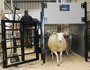 EID reader at Skipton Auction Mart.