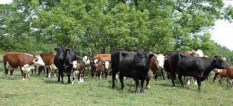 Hereford and Angus cross cows with their Hereford-sired calves at foot.