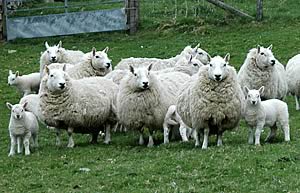 South Country Cheviot ewes and lambs.