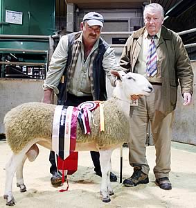 Blue Faced Leicester champion