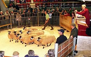 Masham gimmer champions