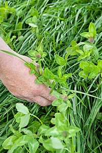 Red clover