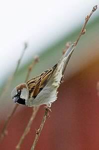 Tree sparrow