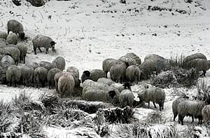 wintry sheep