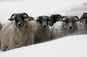 wintry sheep