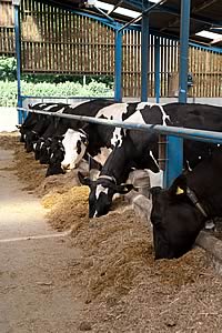 cows feeding