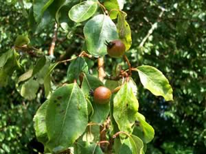 Fruiting Plymouth pear Pyrus cordata