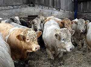 charolais cross beef cattle