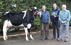 Ardmore Goldwyn Burgandy